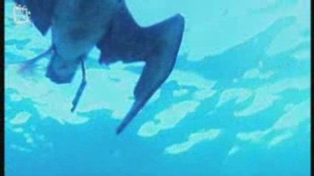 Fou de Bassan (morus bassanus) Attaque en piqu