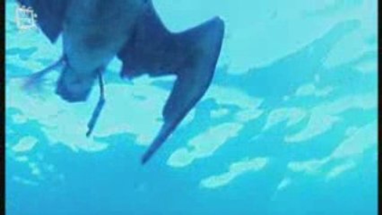 Fou de Bassan (morus bassanus) Attaque en piqu