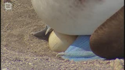 Fou a pieds bleus (Sula nebouxii)