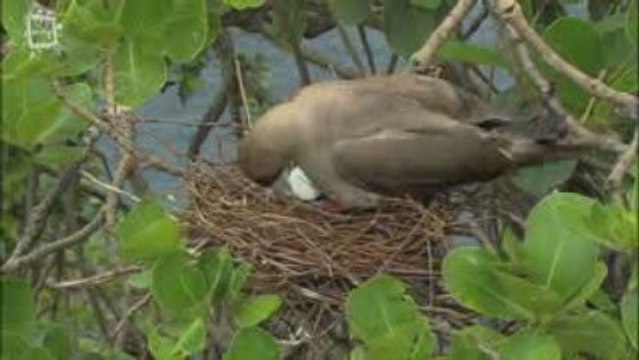 Fou a pieds rouges (Sula sula)