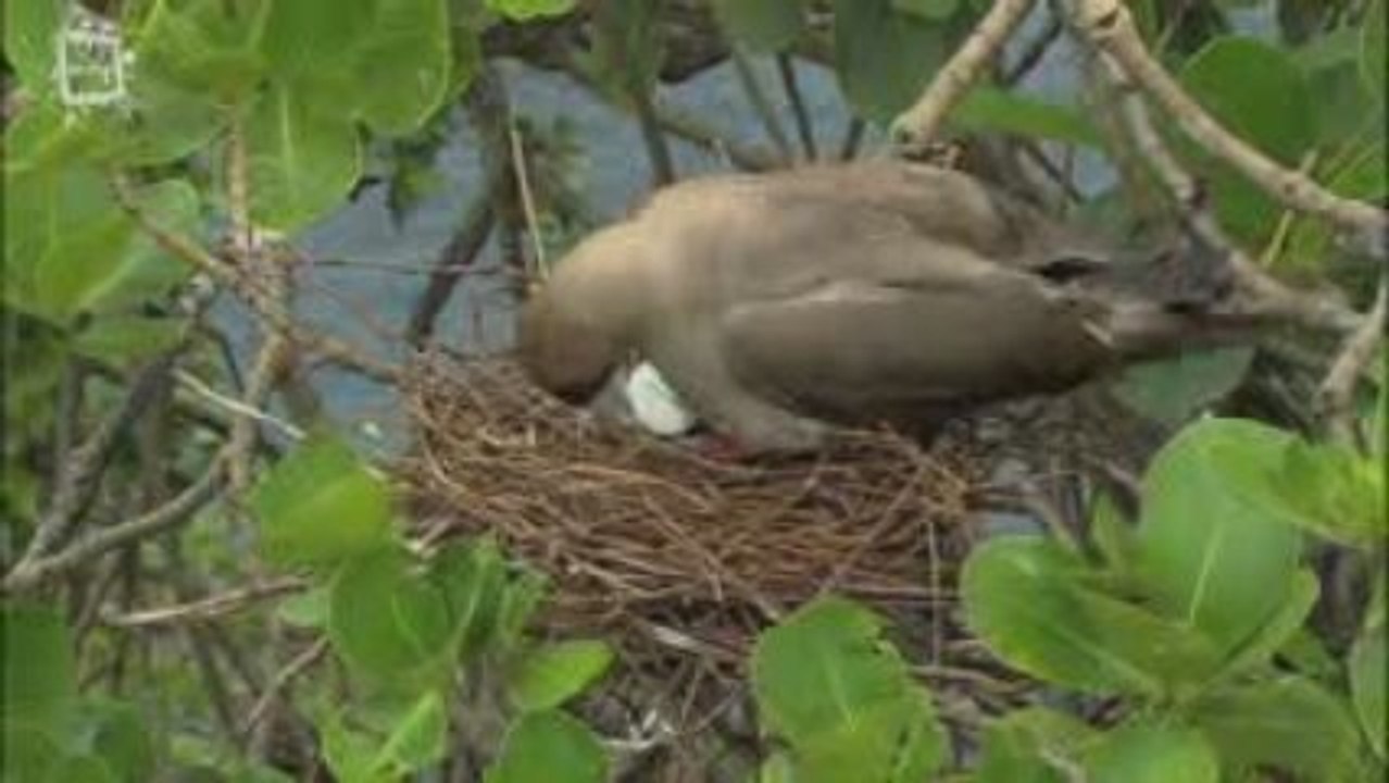 Fou a pieds rouges (Sula sula)