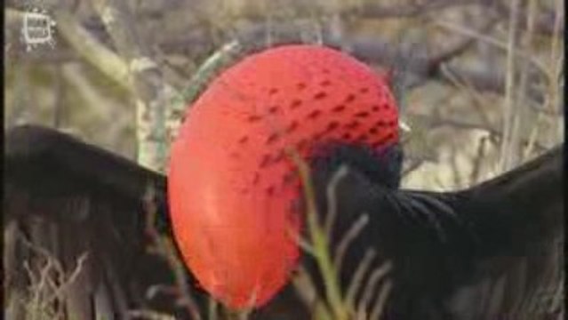 Fregate du Pacifique (Fregata minor)