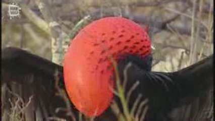 Fregate du Pacifique (Fregata minor)