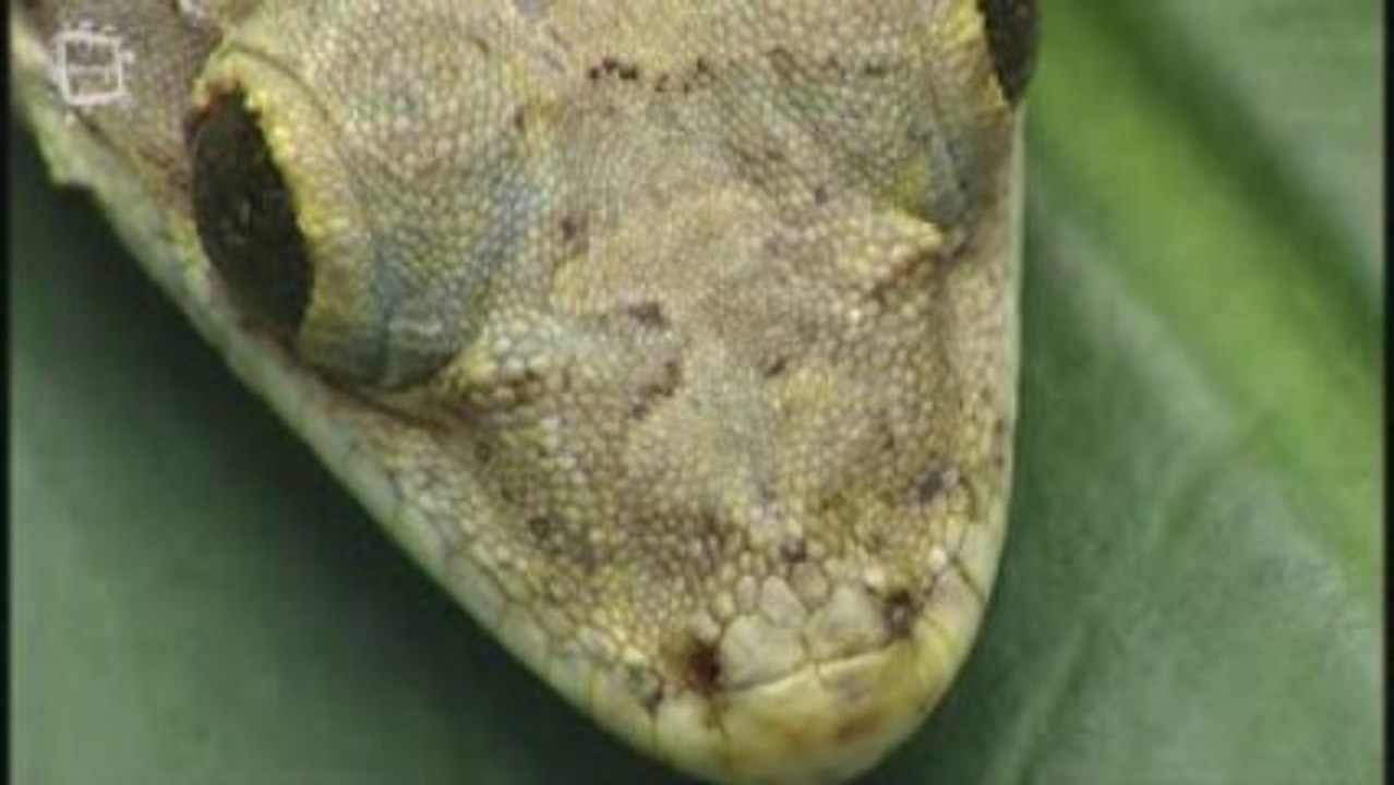 Gecko volant (Ptychozoon Khuhli)