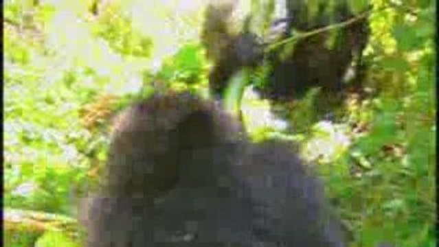 Gorille Gorilla Petit (Gorilla gorilla)