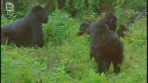 Gorille Gorilla Groupe (Gorilla gorilla)