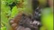Gorille Gorilla jeux avec petit (Gorilla gorilla)