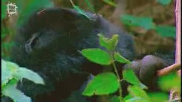 Gorille Gorilla Repas 4 (Gorilla gorilla)