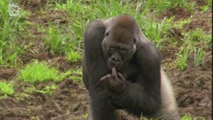 Gorille des montagnes (Gorilla beringei)