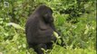 Gorille des montagnes avec parents (Gorilla beringei)