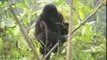 Gorille des montagnes (Gorilla beringei)