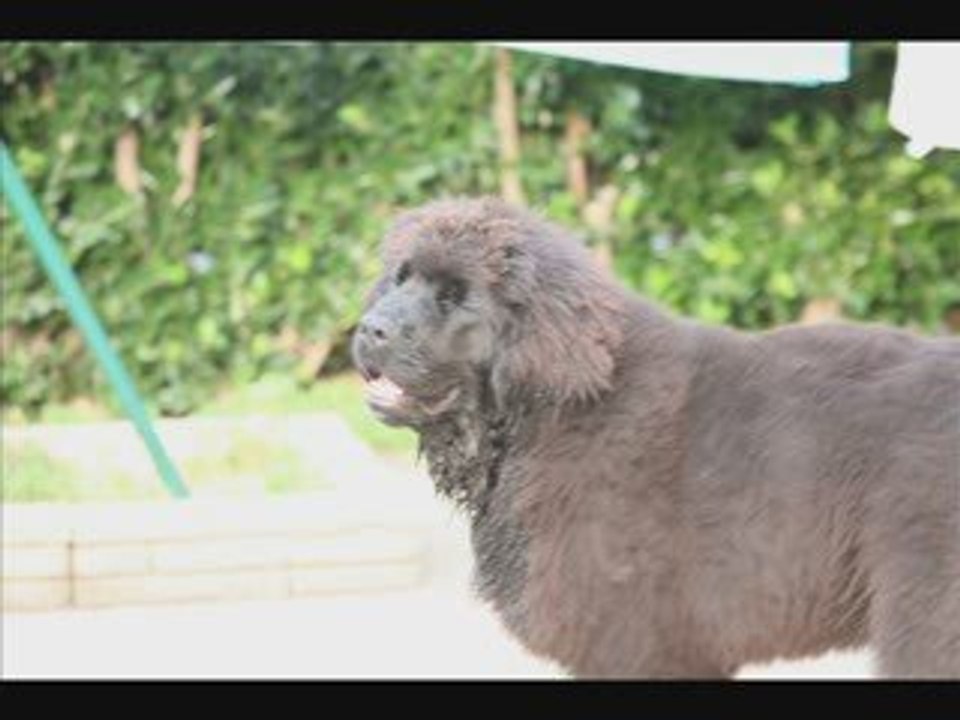 BOUBA TERRE NEUVE DE 2 A 24 MOIS