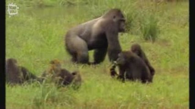 Gorille des montagnes 8 (Gorilla beringei)