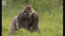 Gorille des montagnes (Gorilla beringei)