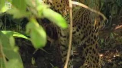 Jaguar (Panthera onca)