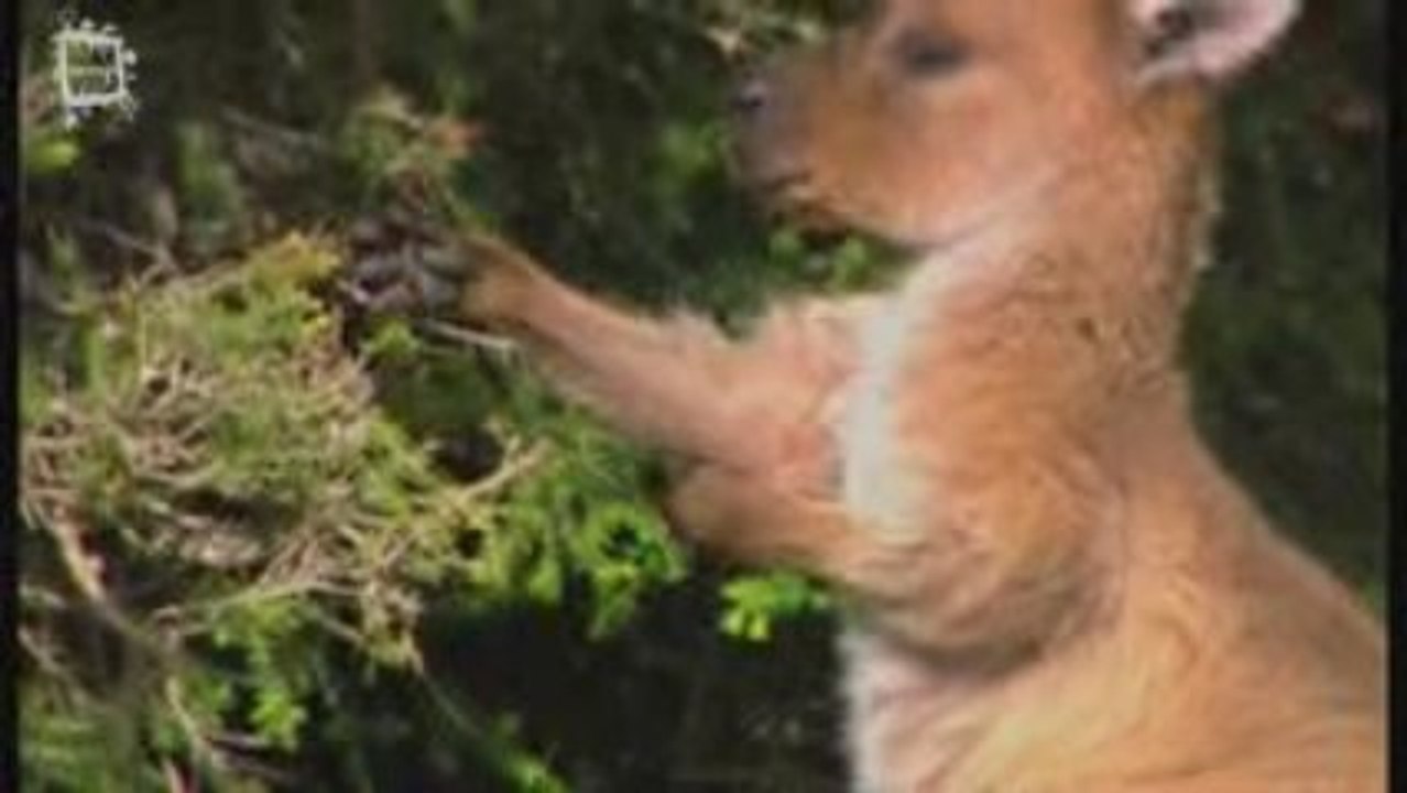 Kangourou gris (macropus fuliginosus)