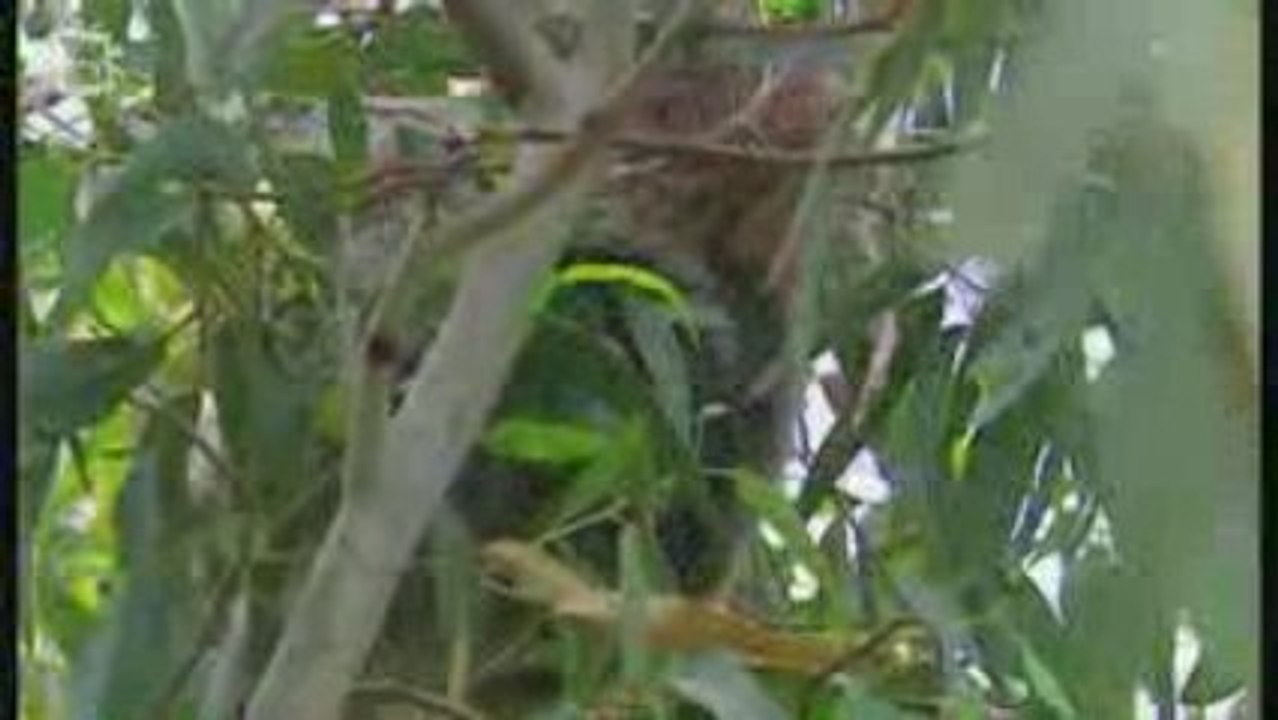 Koala  (Phascolarctos cinereus)