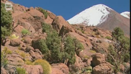Lama guanaco (Lama guanicoe)