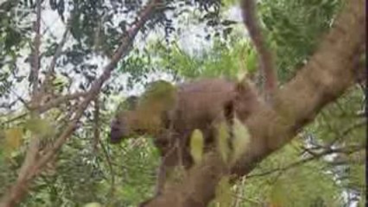 Lemur Fulvus (Eulemur fulvus) Lemurien
