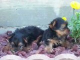 Yorkie Puppies for Sale @ Puppy Match 4 You
