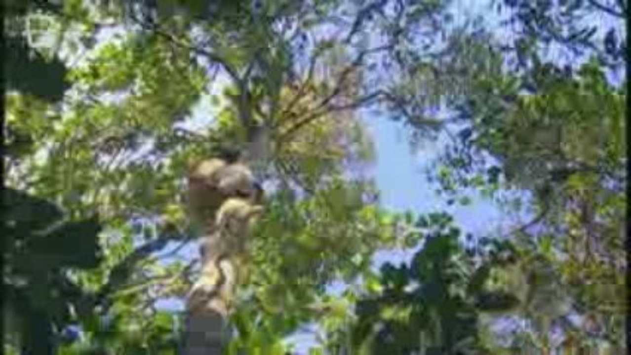 Lemurien indri (Indri Indri) 2