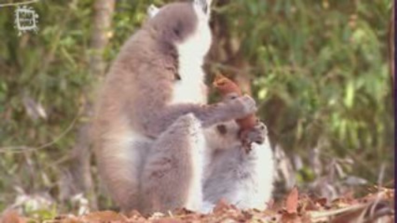 Lemurien maki Maki catta (Lemur catta)