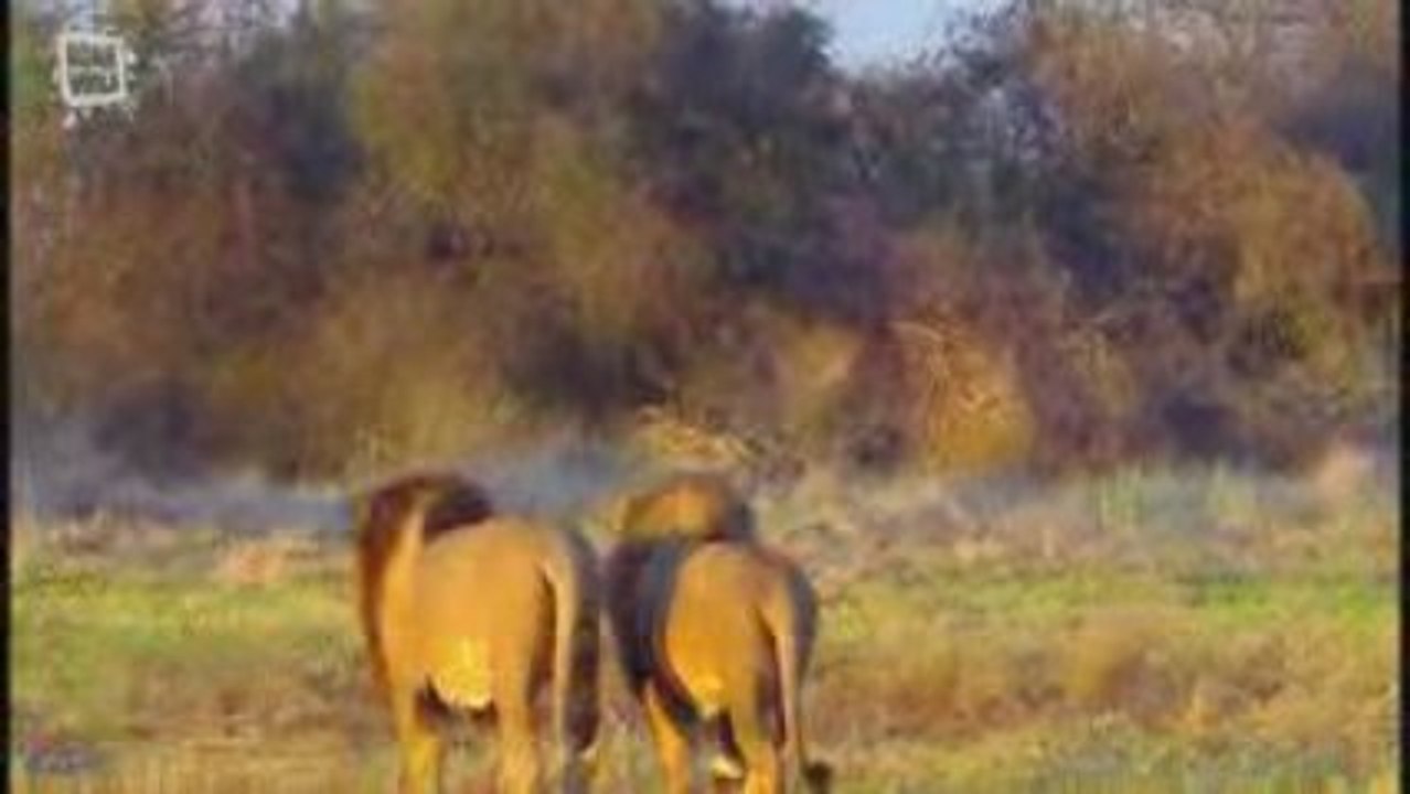 Lion d'Afrique Lions et lionnes (Panthera leo)