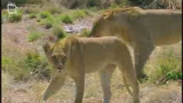 Lion d'Afrique (Panthera leo) repas 3