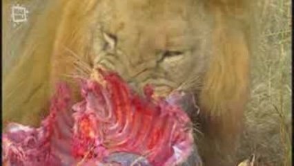 Lion d'Afrique (Panthera leo) 1