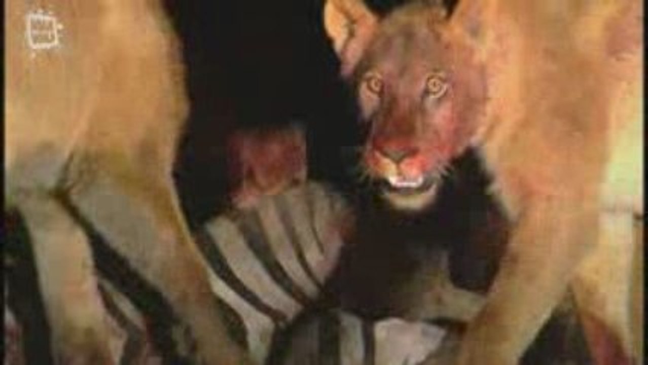 Lion d'Afrique (Panthera leo) 2