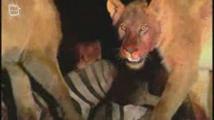 Lion d'Afrique (Panthera leo) 2