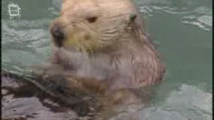 Sea otter - Loutre de mer (Enhydra lutris) 1