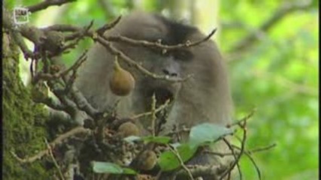 Macaque a queue de lion (Macaca silenus)