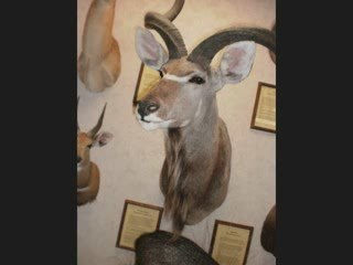 Amarillo College Natural History Museum Mammal Collection