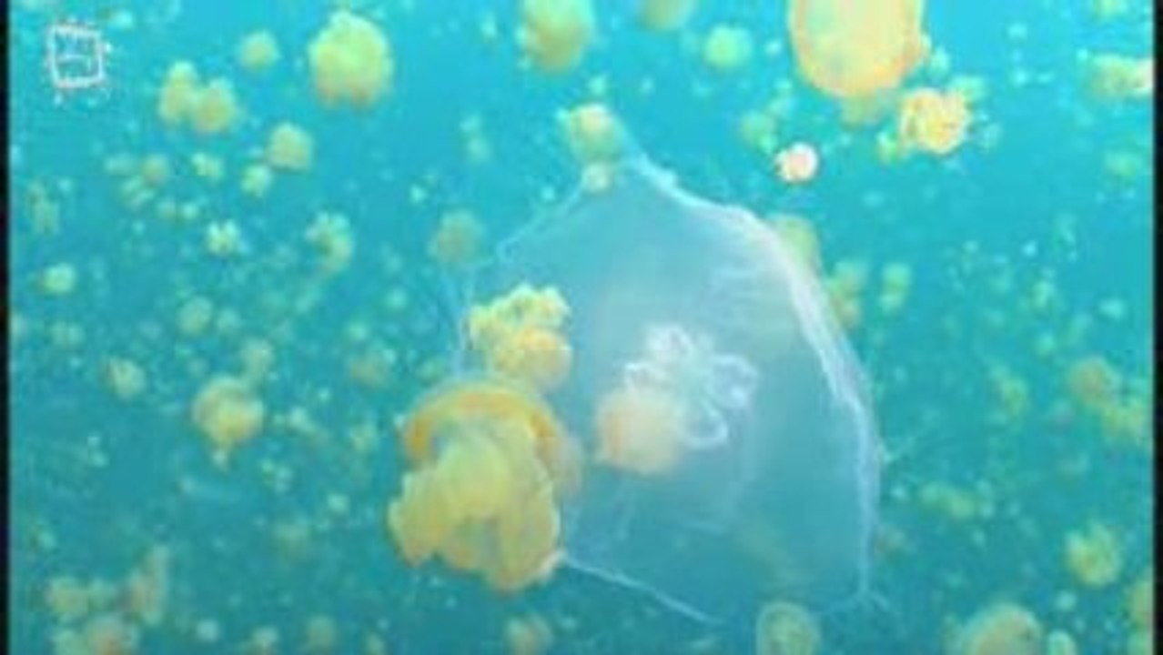 Meduse du lac Palao (Medusa)