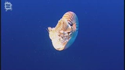 Nautile Nautilus