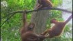 Orang outan (Pongo pygmaeus) 3 Petits
