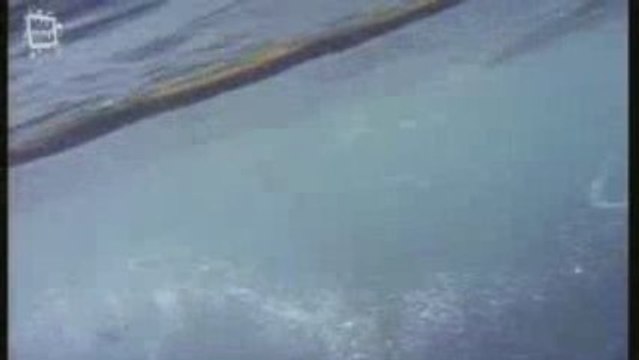 Orque ou epaulard (Orcinus orca)