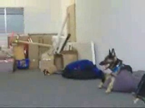 obedience training los angeles Call 818-216-8960