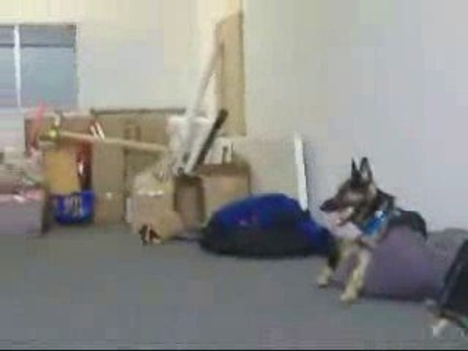 obedience training los angeles Call 818-216-8960