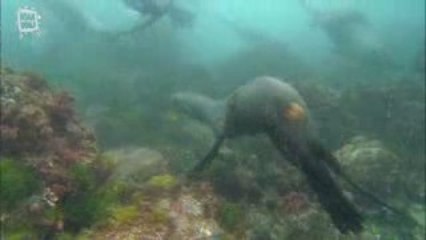 Otarie de Juan Fernandez (Arctocephalus philippii)