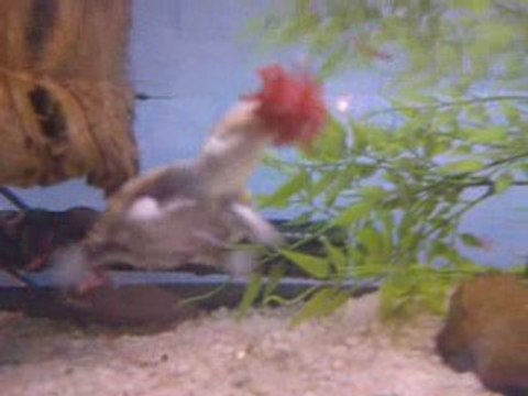 petite pelomedusa qui mange des vers de vases