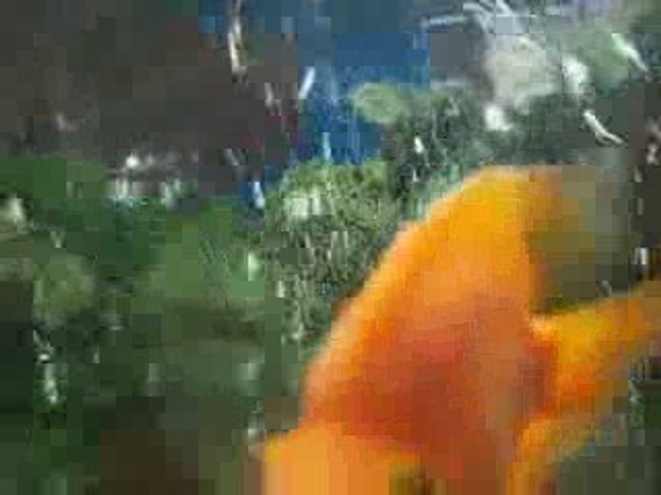 Ümit yolaçan işyeri Akvaryumu