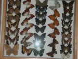 ACNHM HOWARD GALLERY OF INSECTS - BUTTERFLIES