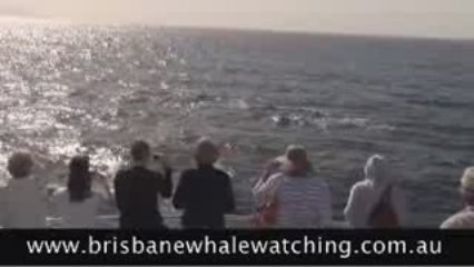 Whale Watching aboard the MV Eye Spy