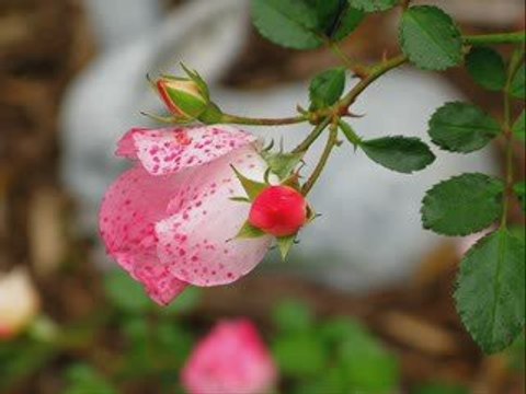 Öyle Özledim ki Sultanım 2563 (Menzil DURAK)