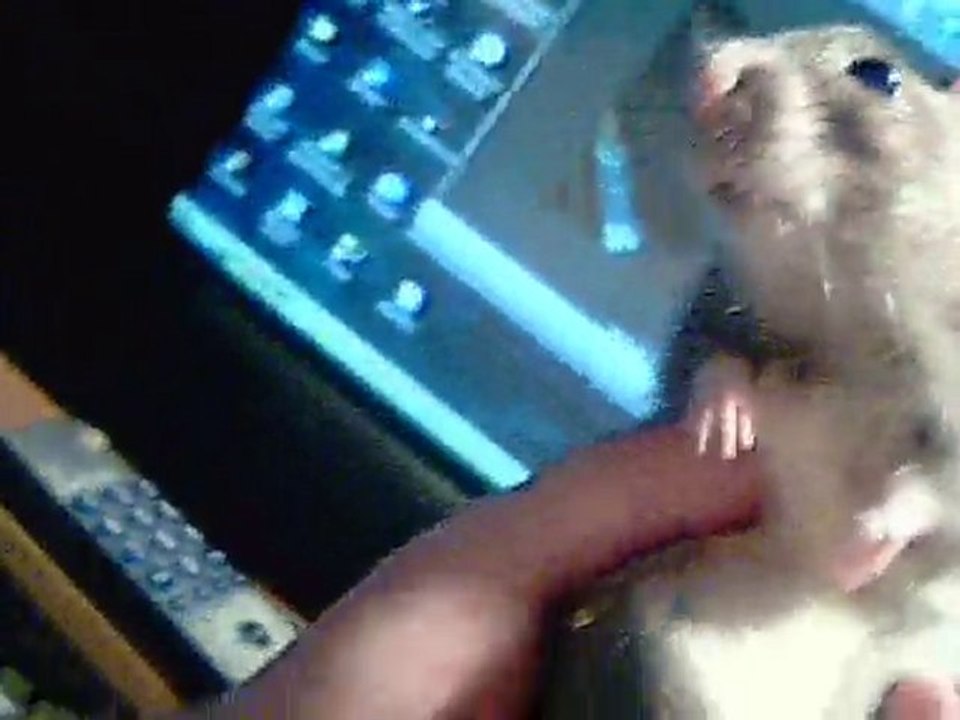 Ragoutti, un rat qui écoute!