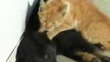 Cat-Massage
