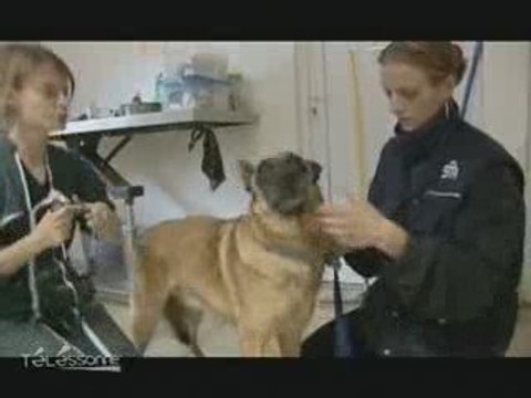 Portes ouvertes à la SPA de Chamarande