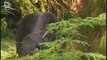 Ours noir d'Amerique (Ursus americanus)